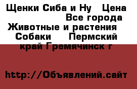 Щенки Сиба и Ну › Цена ­ 35000-85000 - Все города Животные и растения » Собаки   . Пермский край,Гремячинск г.